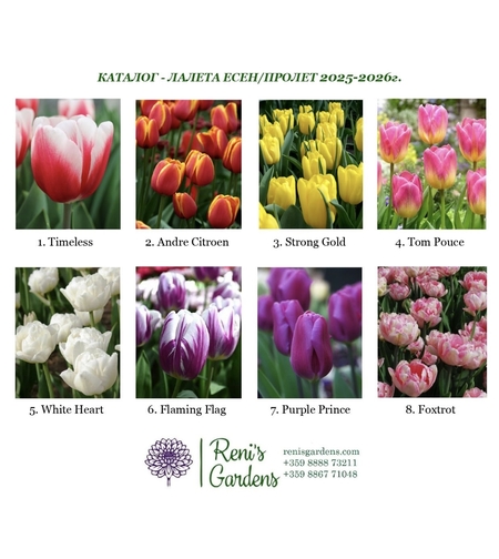 Луковици - Лалета