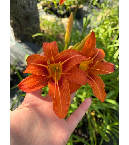 Хемерокалис (Hemerocallis)