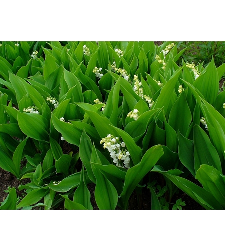 Момина сълза (Convallaria majalis)