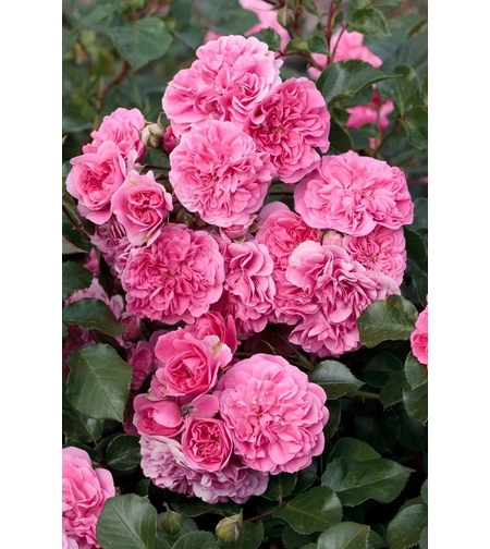 LES QUATRE SAISONS® Meifafio