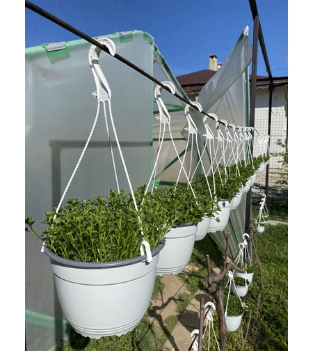 Кампанула кошница - Ф 19