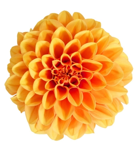 Нискостеблена кичеста далия - Dalaya® Midi Paros