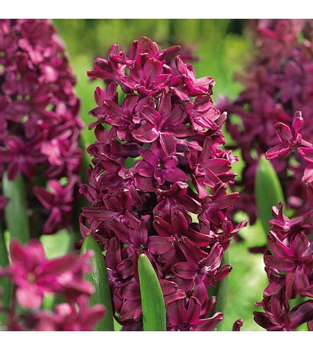 Зюмбюл Woodstock