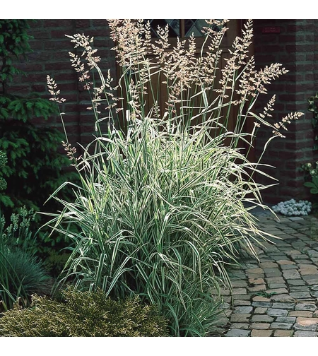 Декоративна трева Фаларис (Phalaris picеa)