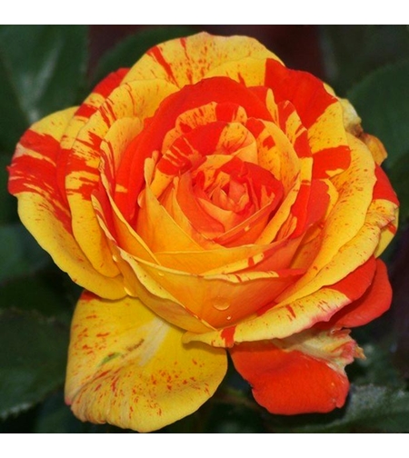 Щамбова роза - Портокал и лимон