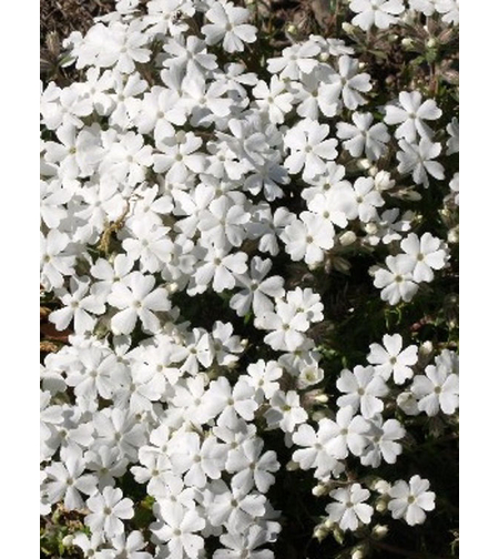 Алпийски флокс (Phlox subulata 'Alba')