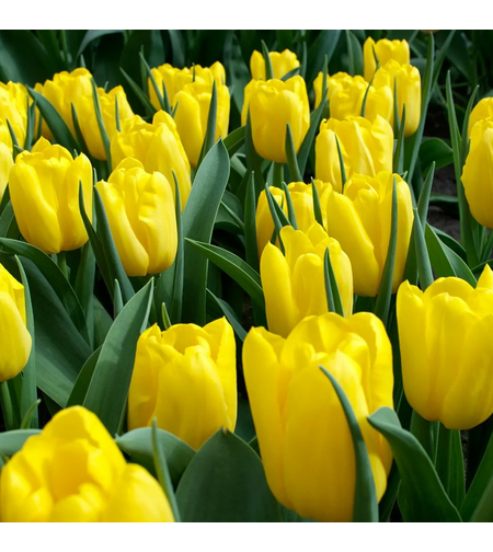 Лале Strong Gold в саксия - тройно