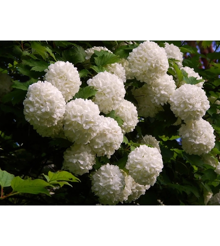 Калина „Снежна топка“ (Viburnum opulus ‘Roseum’ / “Boule de Neige”)