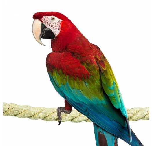 Въже от Сизал Back Zoo Nature – 35 мм, 100 см
