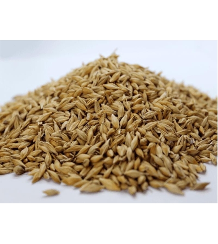 Organic BARLEY SEEDS | Hordeum vulgare | Barley Tea | Herbal Tea | Dried Seeds | Organic Seeds | Organic Herb | Semens  | Dried Herbs | Tea