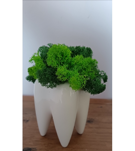 Кашпа зъбче със скандинавски мъх