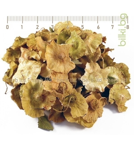 Драка плод – Паричка, при кашлица и бронхит, Paliurus spina-christi Mill. 30гр