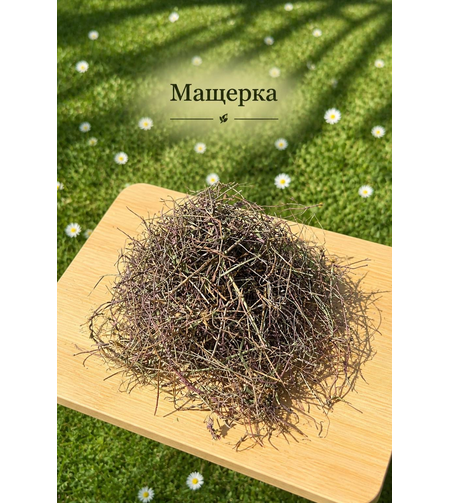 Мащерка сушена