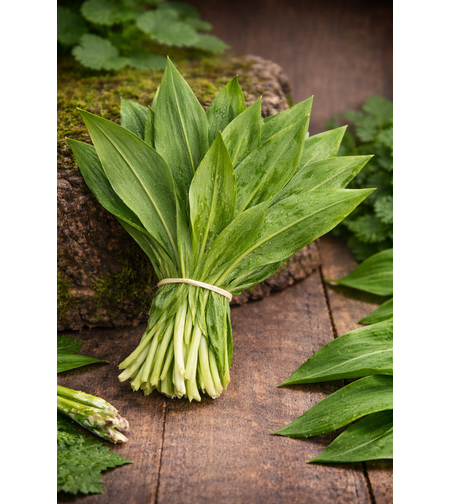 Див чесън – левурда