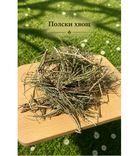 Полски хвощ – стрък