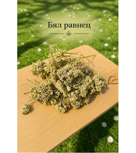 Бял равнец – стрък