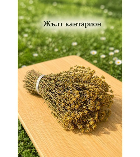 Жълт кантарион – стрък