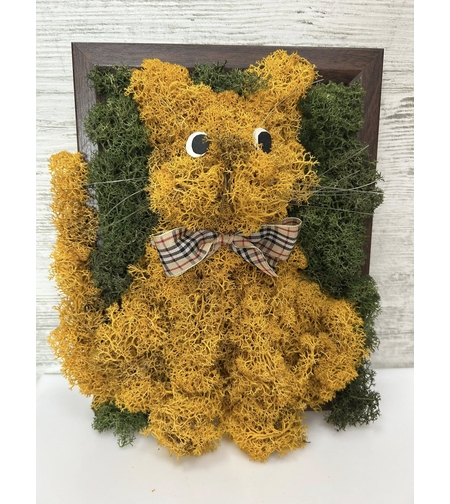 Коте от скандинавски мъх