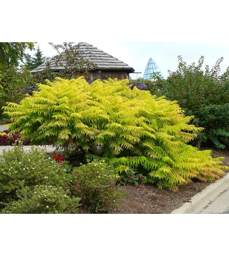 Сумах (оцетно дърво) Rhus typhina