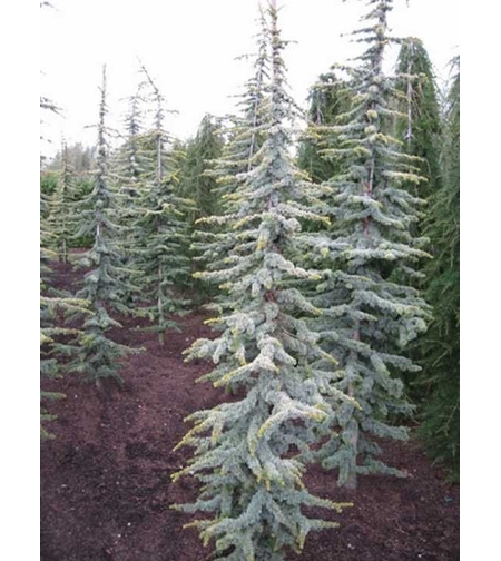 Кедър атласки ‘Glauca’ Cedrus atlantica ‘Glauca’