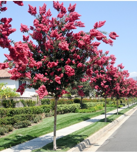 Лагерстремия храстовидна (Индийски Люляк) Lagerstroemia indica