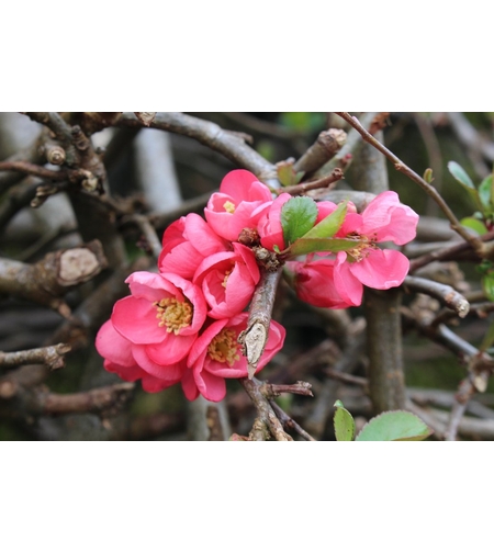 Дюля декоративна ‘Pink Lady’ Chaenomeles japonica ‘Pink Lady’