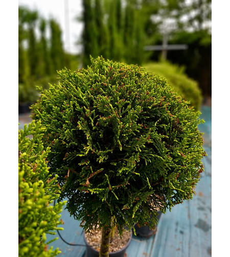 Лейландов кипарис (топка) 'Cupressocyparis leylandii'