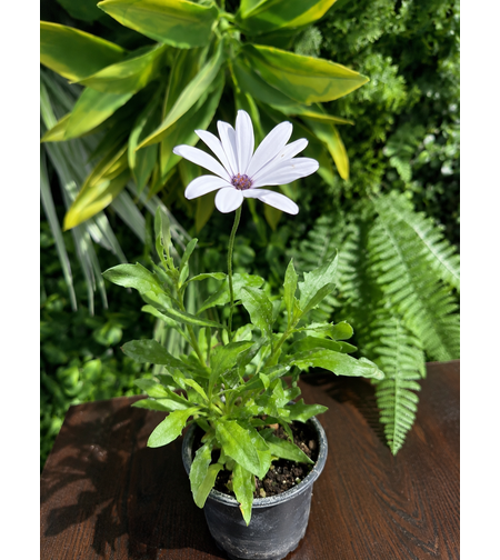 Остеоспермум 'Osteospermum spp.'  (Млад разсад 10см)