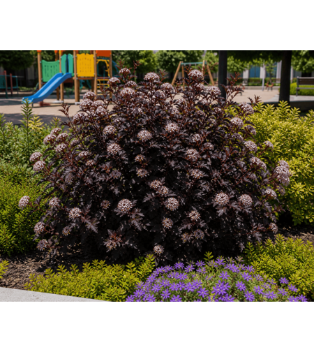 Физокарпус (пурпурен храст) Physocarpus opulifolius