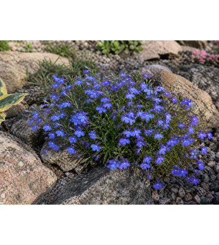 Лобелия Lobelia spp.