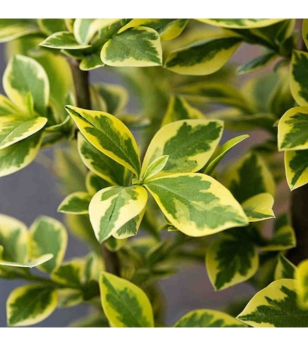 Лигуструм пъстролистен Ligustrum ovalifolium ‘Aureovariegatum’