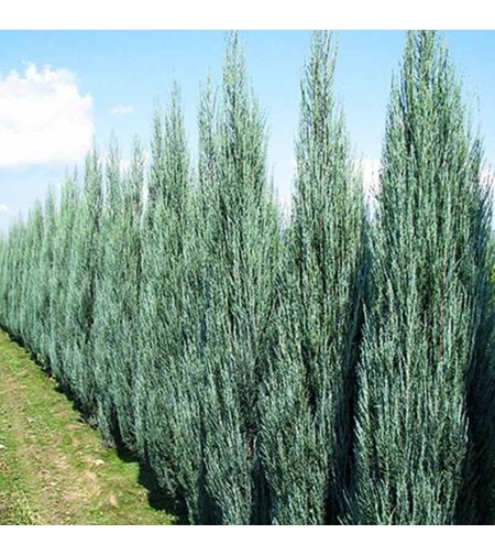 Хвойна, Смрика, Юниперус Блу Ароу  Juniperus scopulorum 