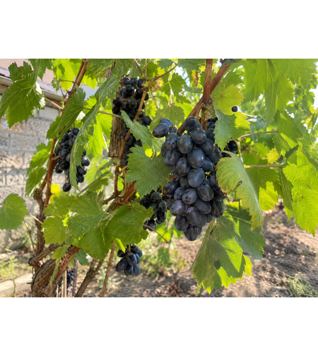 Лоза „Black Magic“ Vitis vinifera ‘Black Magic’