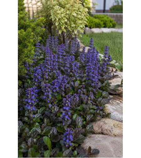 Аюга  | 'Ajuga reptans'
