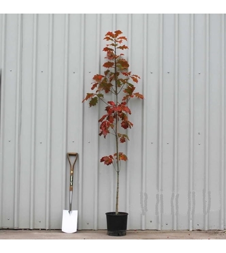 Червен дъб Quercus rubra