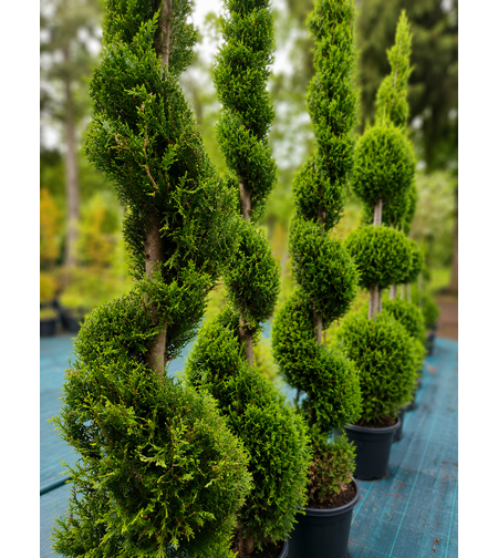 Лейландов кипарис (спирала) 'Cupressocyparis leylandii'
