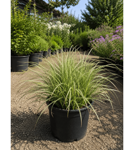 Мискантус ‘Morning Light’ Miscanthus sinensis ‘Morning Light’