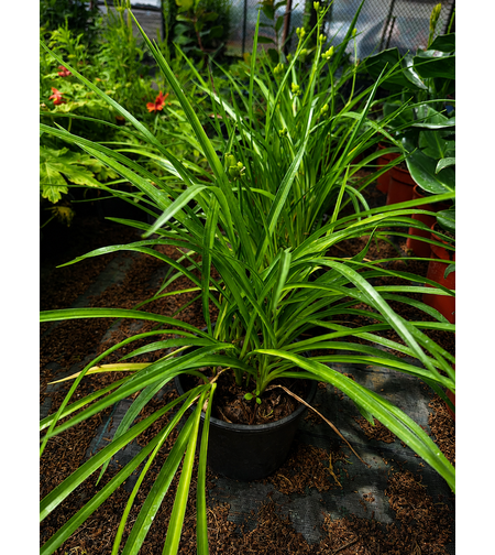 Хемерокалис   'Hemerocallis spp.'