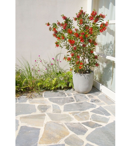 Калистемон (червен) Callistemon citrinus