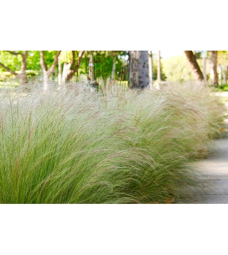 Стипа ‘Pony Tails’ Stipa tenuissima ‘Pony Tails’
