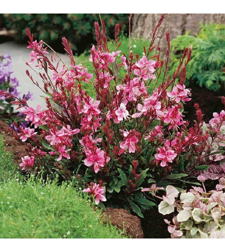 Гаура Gaura lindheimeri