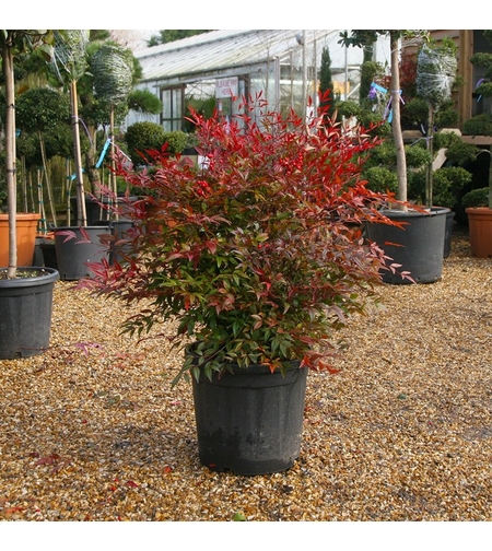 Нандина домашна Nandina domestica