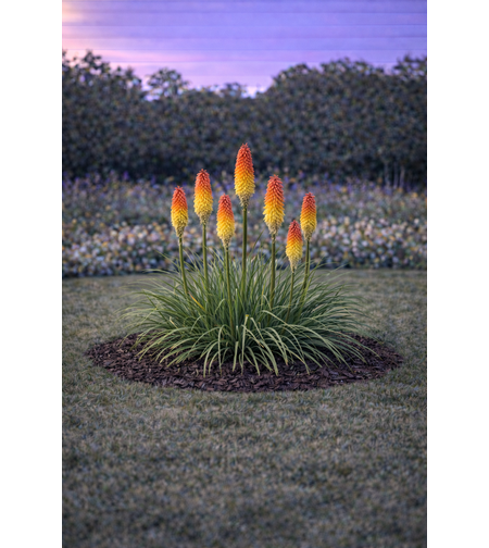 Книфофия Kniphofia uvaria