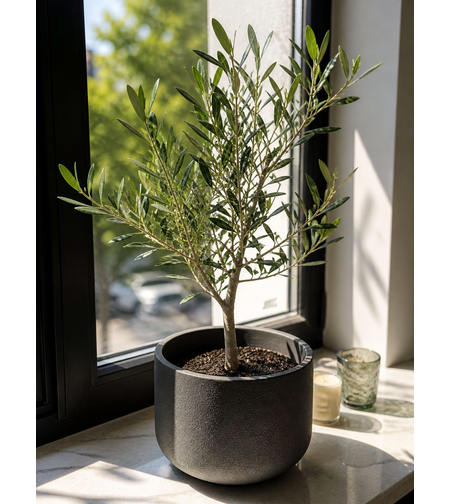 Маслина (европейска) 'Olea europaea' 20см