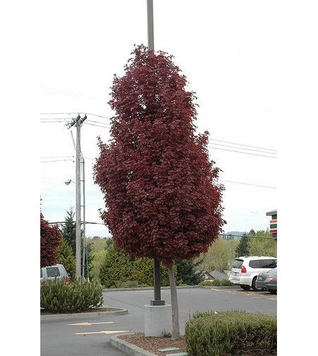 Норвежки клен ‘Crimson Sentry’ Acer platanoides ‘Crimson Sentry’