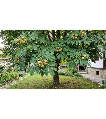 Конски кестен Aesculus hippocastanum
