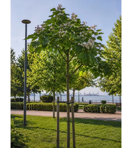 Обикновена каталпа 'Catalpa bignonioides'