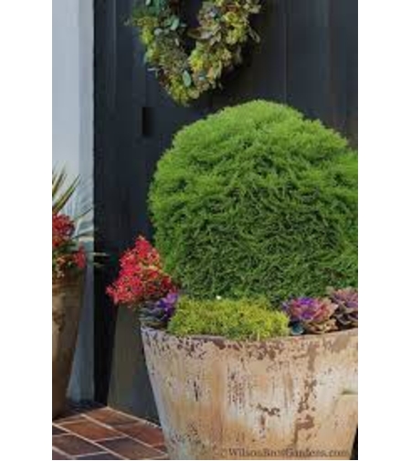 Туя Тайни Тим	Thuja occ. 