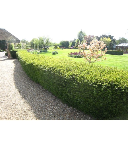 Орлов нокът постилащ се Lonicera pileata