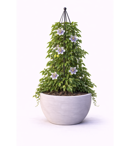 Пасифлора (страстно цвете) Passiflora caerulea